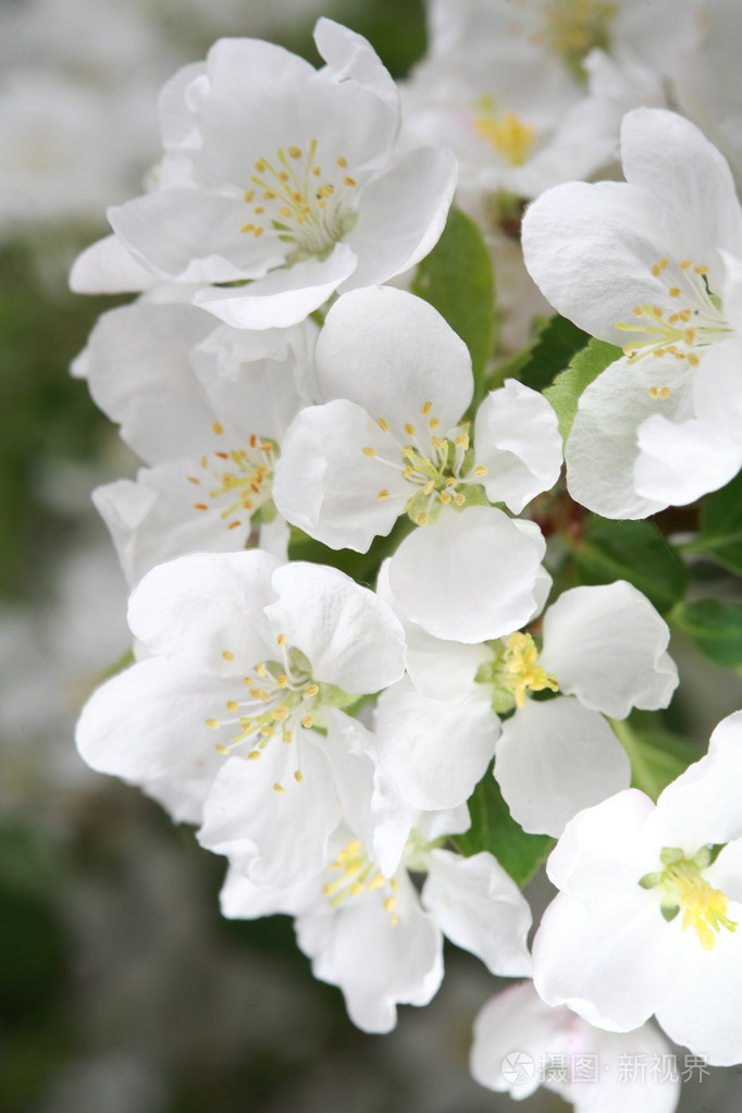 每日花苹果版每日赚点app有苹果版